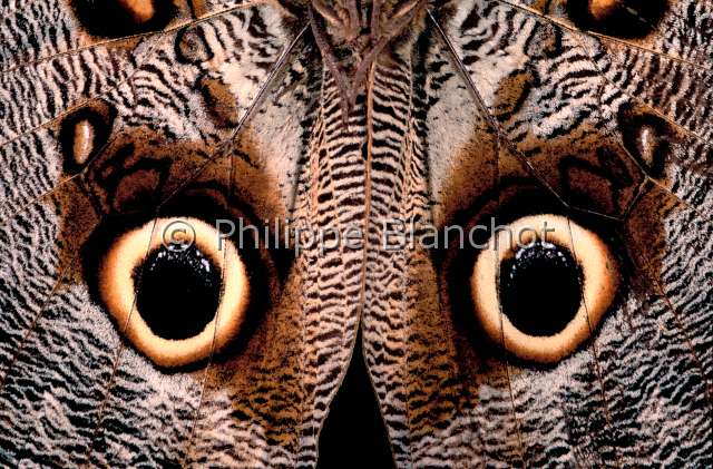 Caligo eurilochus.JPG - in "Portraits d'insectes" ed. SeuilCaligo eurilochusPapillon chouetteOwl butterflyLepidopteraNymphalidaeGuyane